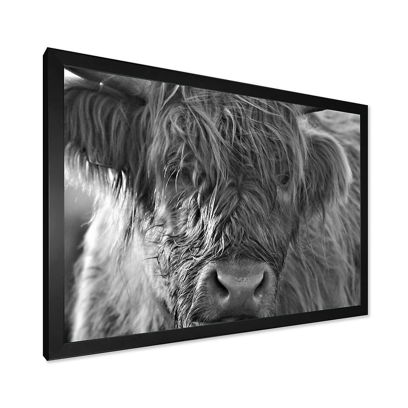 Scottish Highland Cows Living on Moorland Wall Art
