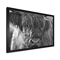 Scottish Highland Cows Living on Moorland Wall Art