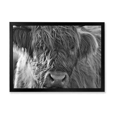 Toile imprimée « Scottish Highland Cows Living on Moorland »