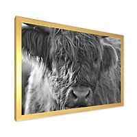 Scottish Highland Cows Living on Moorland Wall Art