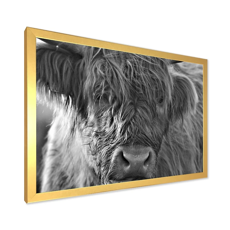 Scottish Highland Cows Living on Moorland Wall Art