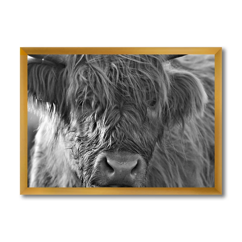Scottish Highland Cows Living on Moorland Wall Art