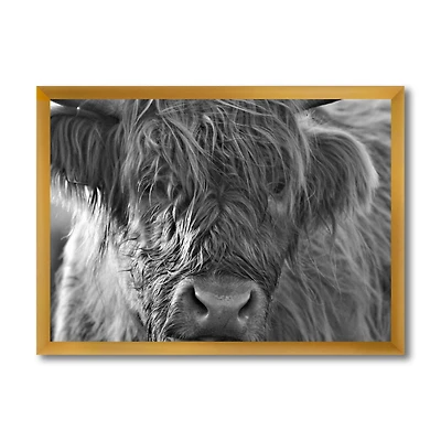 Scottish Highland Cows Living on Moorland Wall Art