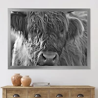 Scottish Highland Cows Living on Moorland Wall Art