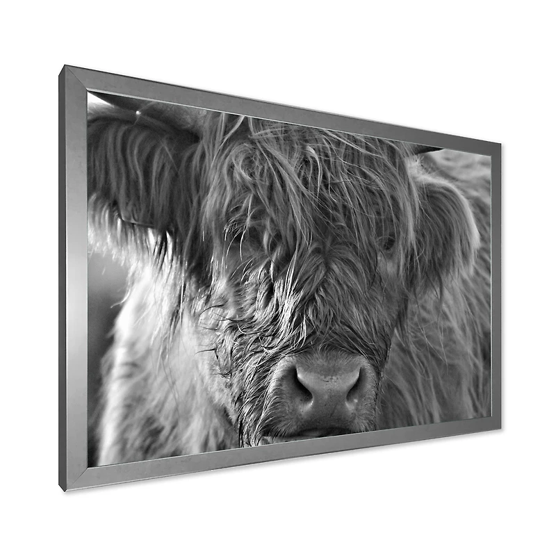 Scottish Highland Cows Living on Moorland Wall Art