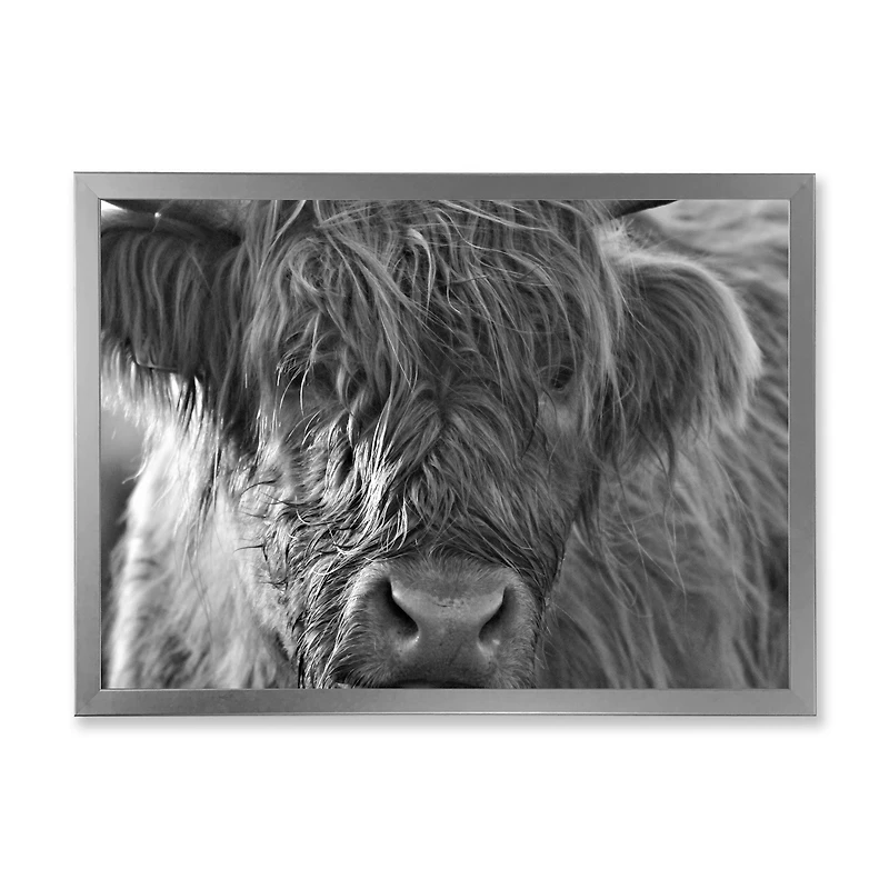 Scottish Highland Cows Living on Moorland Wall Art