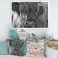 Scottish Highland Cows Living on Moorland Wall Art