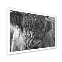 Scottish Highland Cows Living on Moorland Wall Art