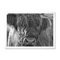 Scottish Highland Cows Living on Moorland Wall Art