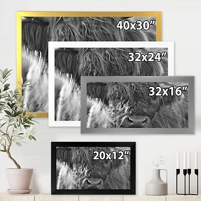 Toile imprimée « Scottish Highland Cows Living on Moorland »