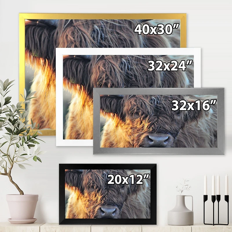 Scottish Cow on Moorland III  Canvas Wall Art Print