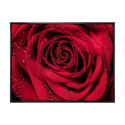 Red Rose Petals with Rain Droplets Canvas Art Print