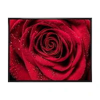Red Rose Petals with Rain Droplets Canvas Art Print