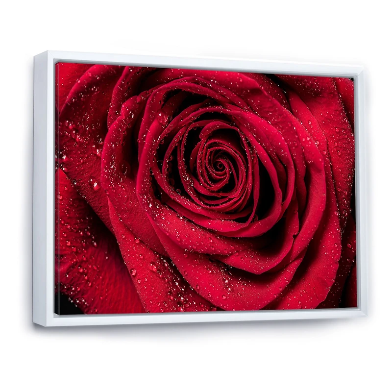 Red Rose Petals with Rain Droplets Canvas Art Print