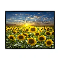 Field of Blooming SunFlowers  Canvas Wall Art