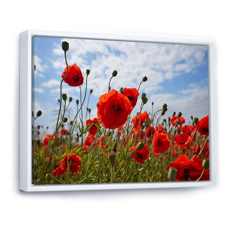 Bright Red Poppy Flowers Photo Artwork on Canvas