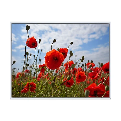 Toile  « Bright Red Poppy Flowers Photo »