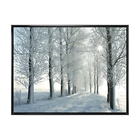Winter Trees Backlit by Morning Sun  Wall Art