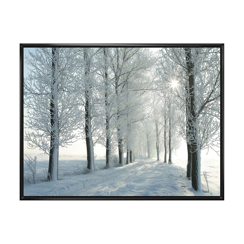 Winter Trees Backlit by Morning Sun  Wall Art