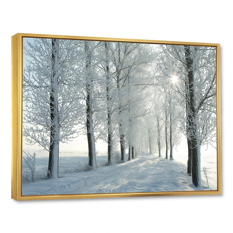 Winter Trees Backlit by Morning Sun  Wall Art