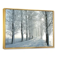 Winter Trees Backlit by Morning Sun  Wall Art
