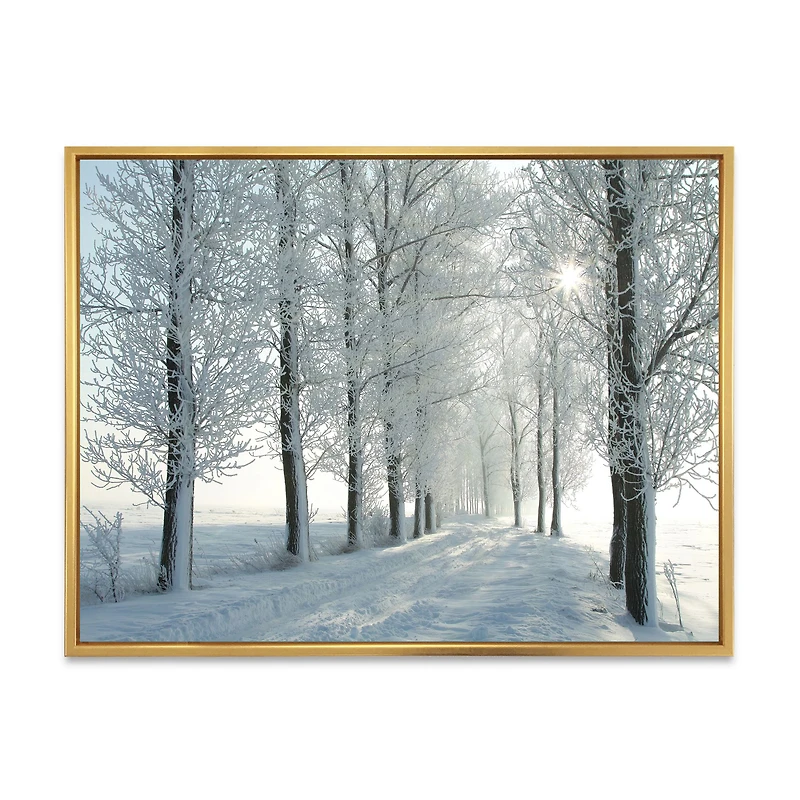 Winter Trees Backlit by Morning Sun  Wall Art