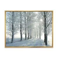 Winter Trees Backlit by Morning Sun  Wall Art