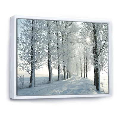 Winter Trees Backlit by Morning Sun  Wall Art