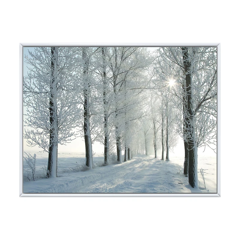 Winter Trees Backlit by Morning Sun  Wall Art