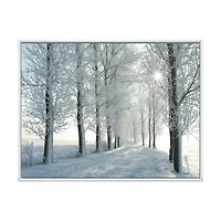 Winter Trees Backlit by Morning Sun  Wall Art