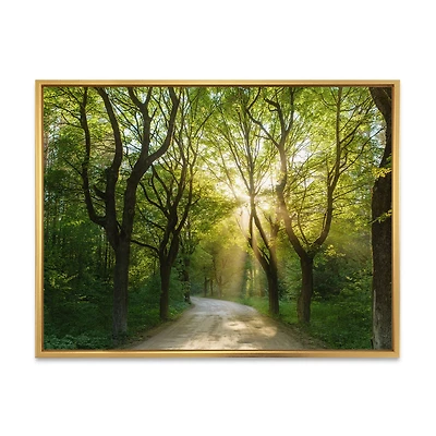 Evening Green Forest Canvas Art Print