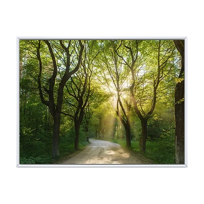 Evening Green Forest  Canvas Art Print
