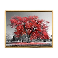 Big Red Tree on Foggy Day  Canvas Art Print