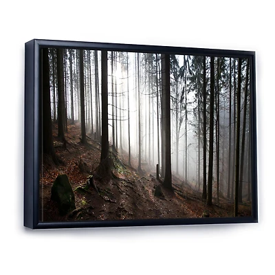 Misty Forest Morning Panorama  Wall Art
