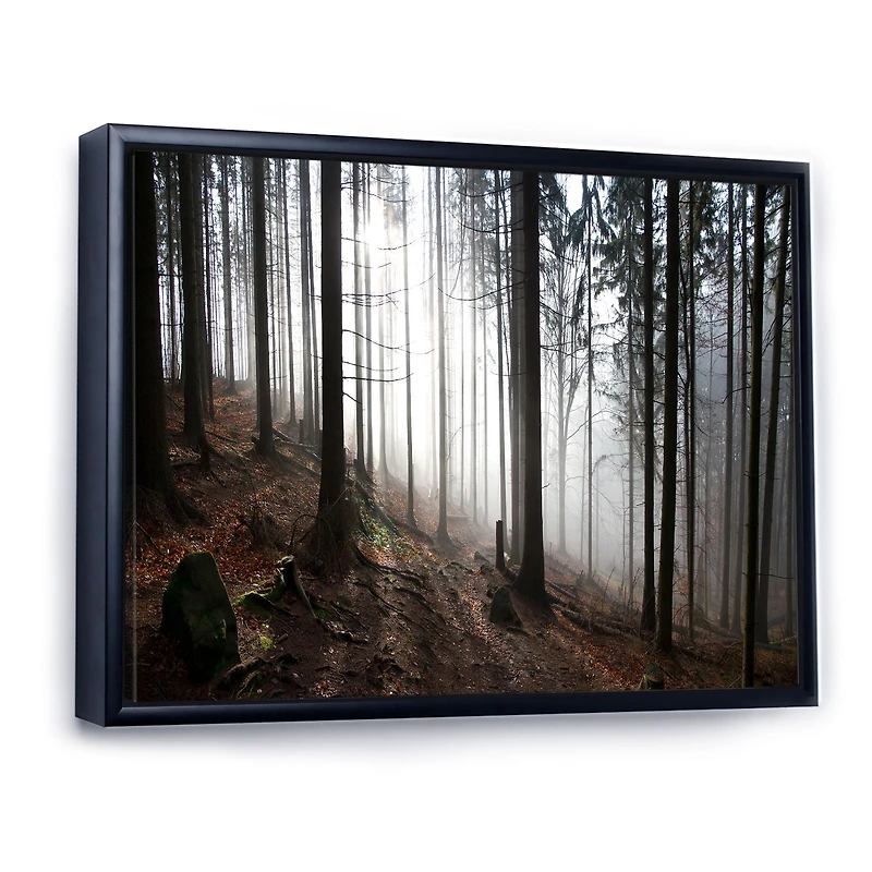 Misty Forest Morning Panorama  Wall Art
