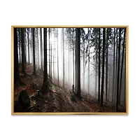 Misty Forest Morning Panorama  Wall Art