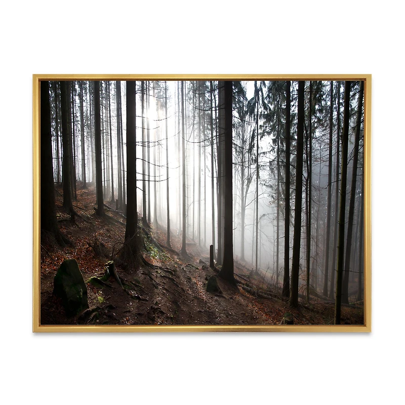 Misty Forest Morning Panorama  Wall Art
