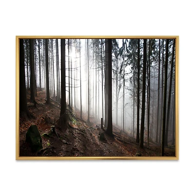 Misty Forest Morning Panorama Wall Art