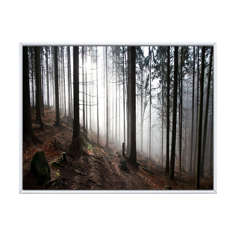 Misty Forest Morning Panorama  Wall Art