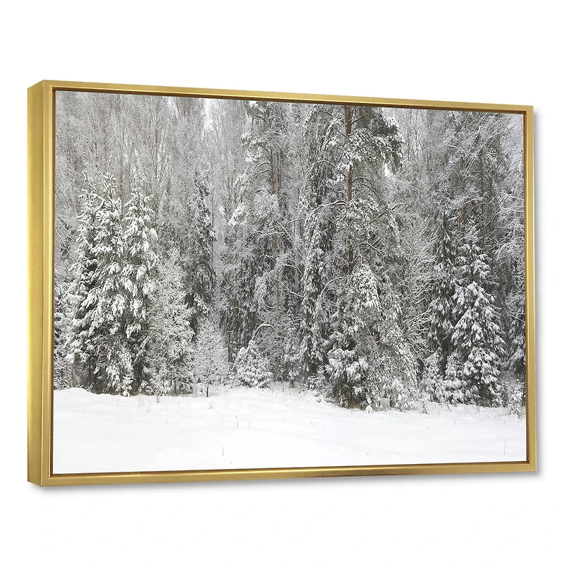 Foggy Winter Forest Panorama  Wall Art