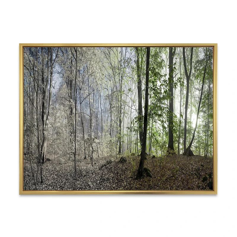 Green Morning Forest Panorama  Canvas Art Print