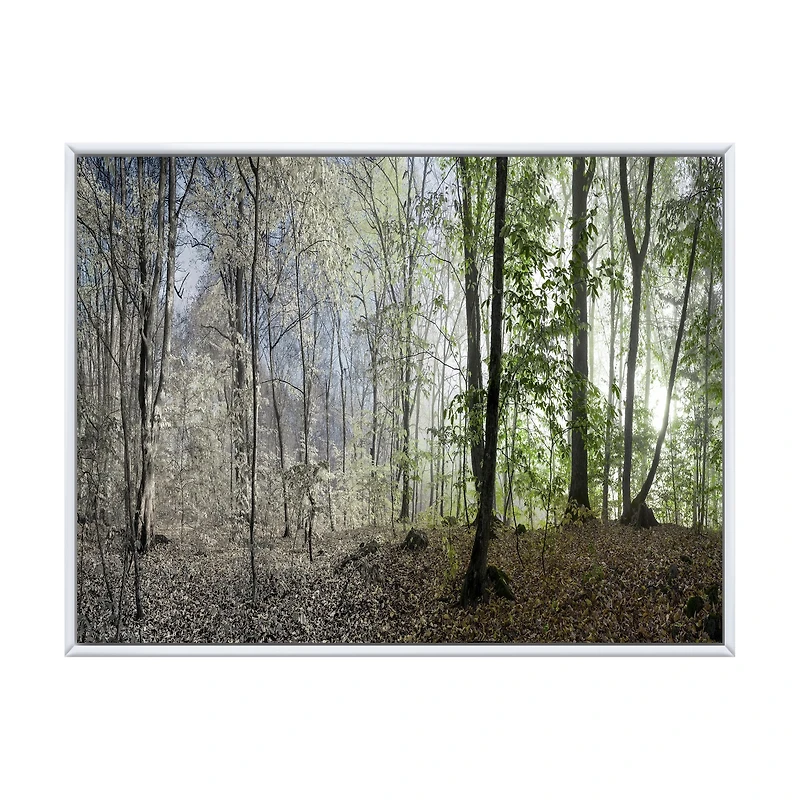 Green Morning Forest Panorama  Canvas Art Print