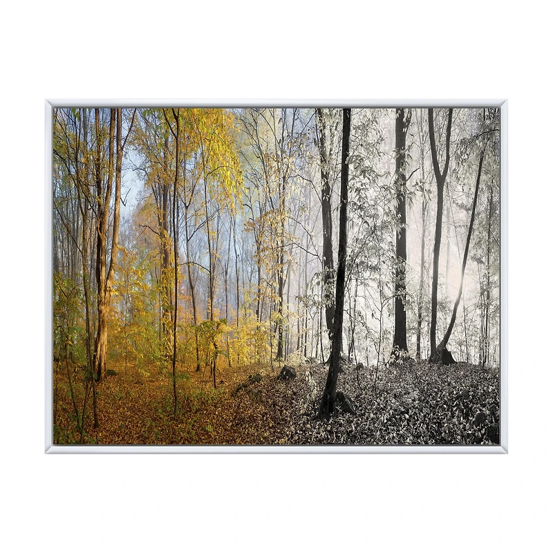 Toile imprimée « Yellow Morning Forest Panorama »