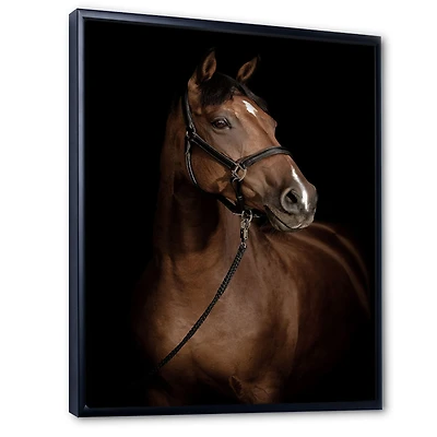 Horse Portrait Canvas