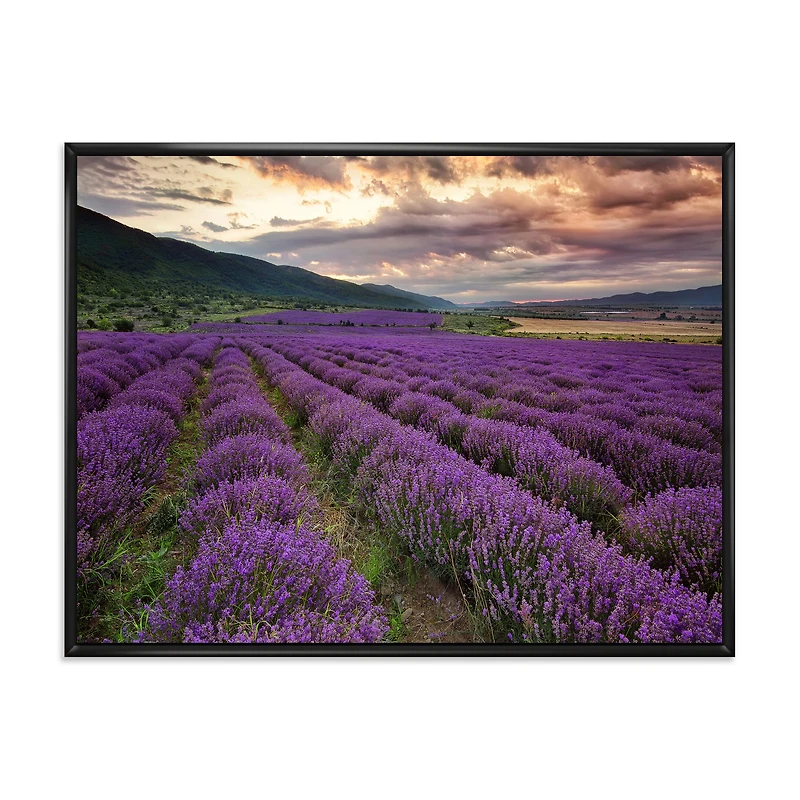 Lavender Field At Dawn I Wall Art
