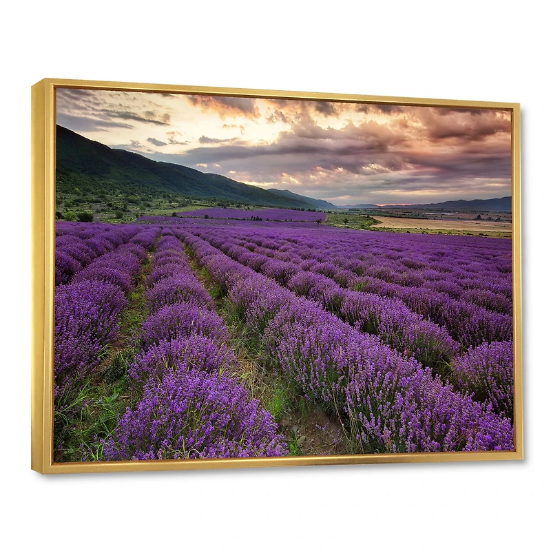 Lavender Field At Dawn I  Wall Art
