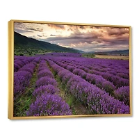 Lavender Field At Dawn I  Wall Art