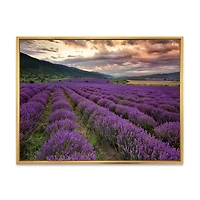 Toile « Lavender Field At Dawn I »