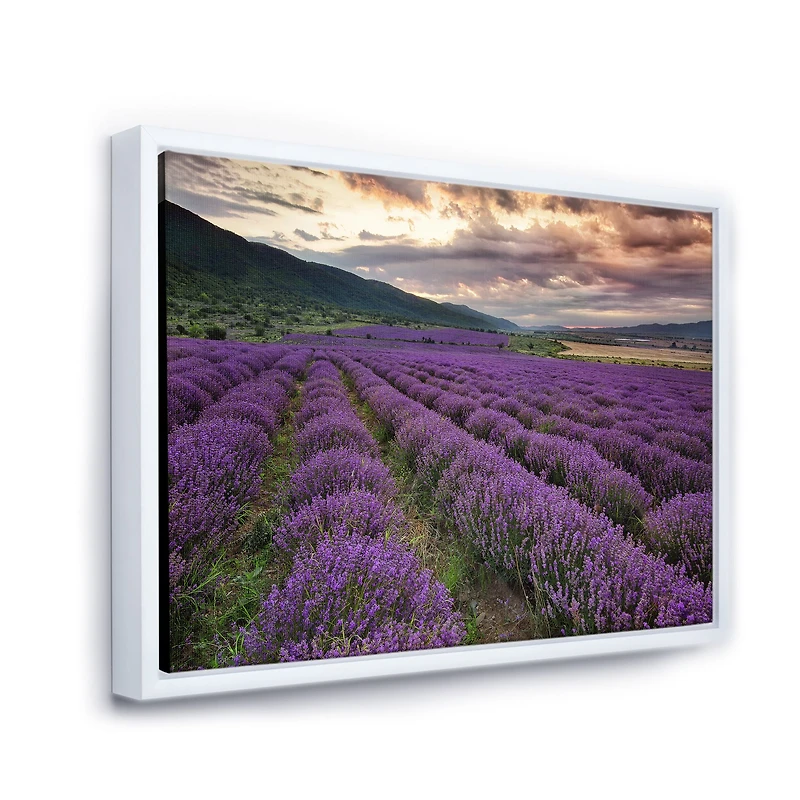 Lavender Field At Dawn I  Wall Art