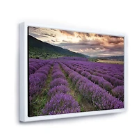 Lavender Field At Dawn I  Wall Art